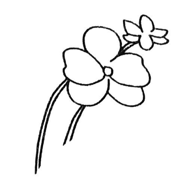 Orchid simple drawing tutorial