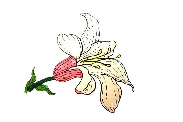 How to draw lilies