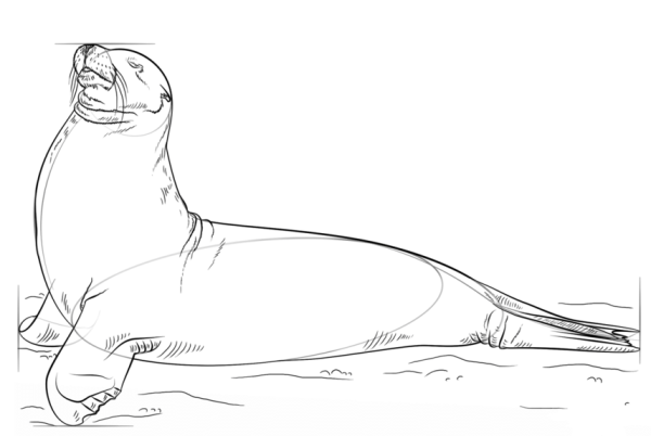 How to Draw a Sea Lion