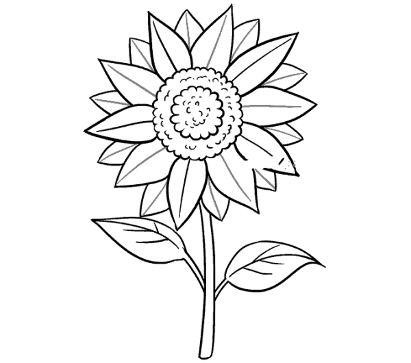 Children learn to draw sunflowers with simple strokes