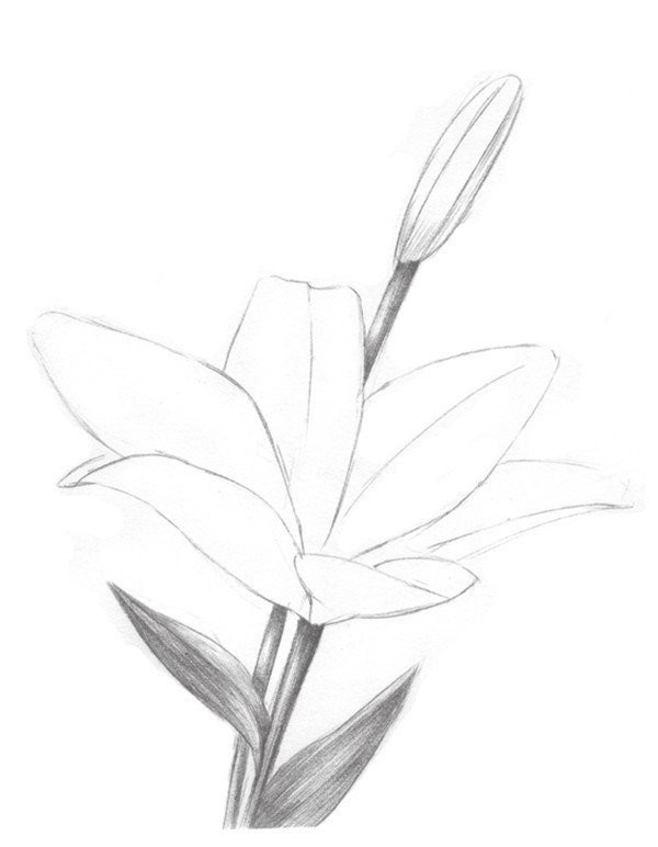 Sketch lily painting techniques