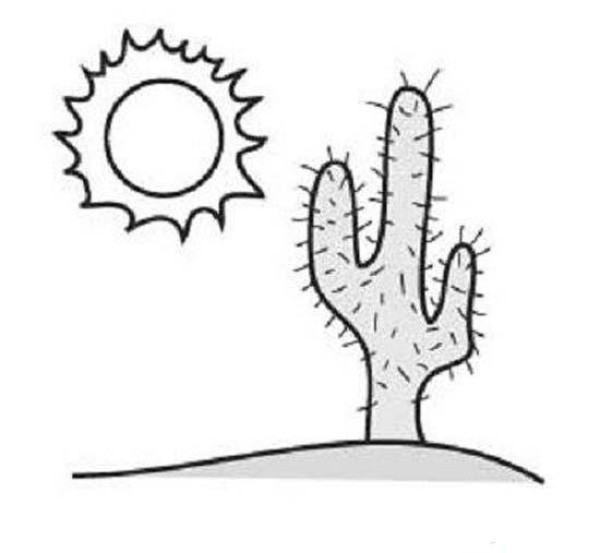 Childrens simple drawing pictures of desert cactus