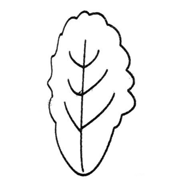 Complete collection of simple strokes of cabbage and drawing steps