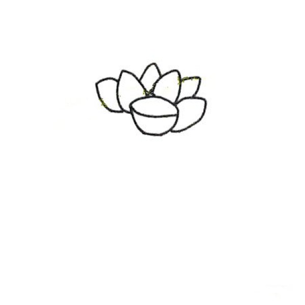 Learn to draw step by step: Lotus