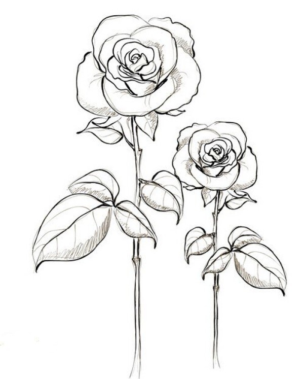 Kindergarten simple drawing pictures of roses