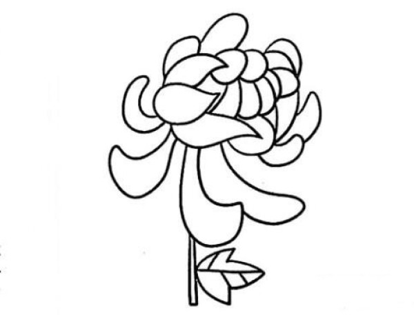 Beautiful chrysanthemum simple strokes picture steps