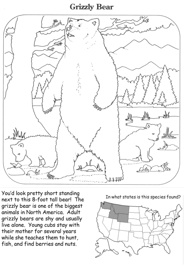 How to Draw a Grizzly Bear