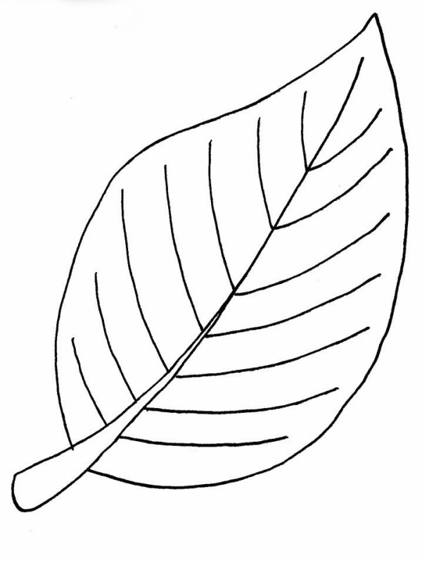 A complete collection of simple strokes of various leaves