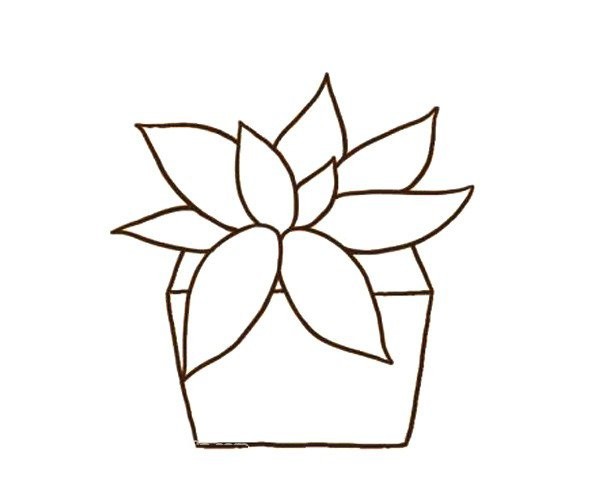 Simple drawing of beautiful succulent potted plants