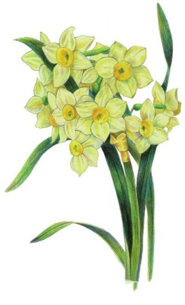 Introductory Techniques for Gouache Botanical Painting: Step-by-Step Tutorial on Painting Narcissus