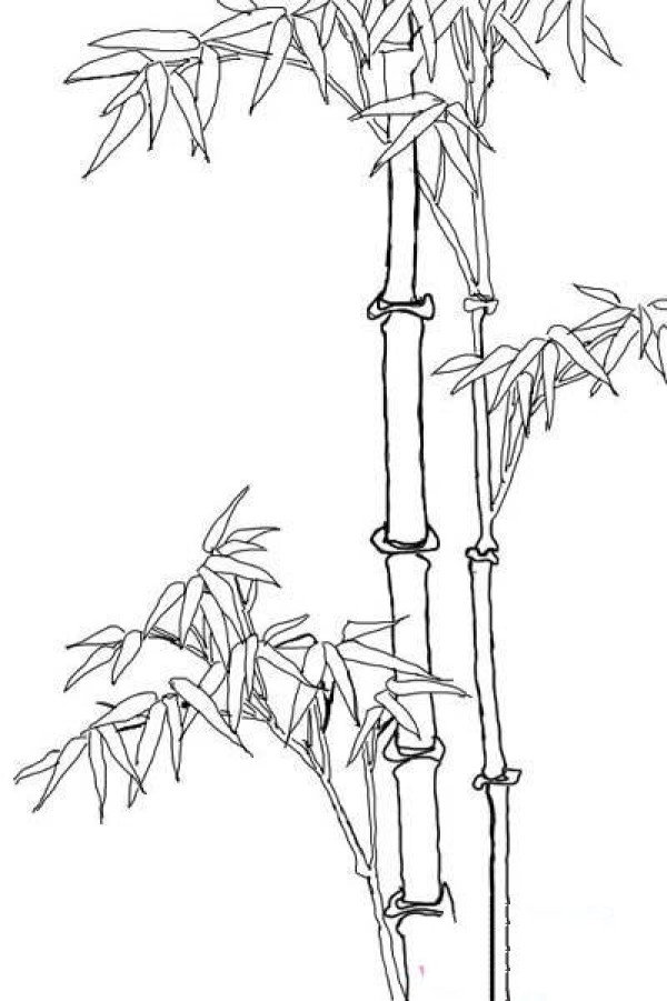 A complete collection of simple strokes of line drawing bamboo trees