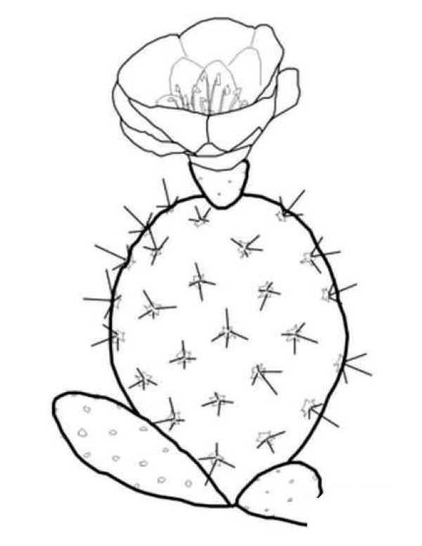 Flowering cactus simple drawing picture