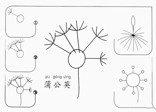 How to draw a dandelion