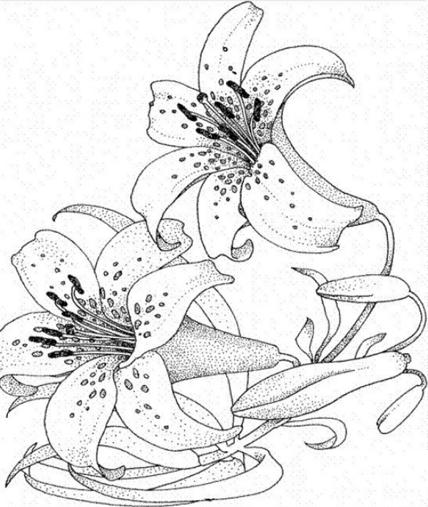 A complete collection of flower drawing methods, simple drawing pictures of lilies