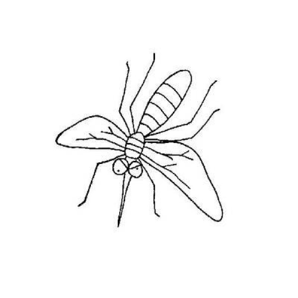 Simple animal drawings of mosquito pictures Complete collection of simple drawings of mosquitoes