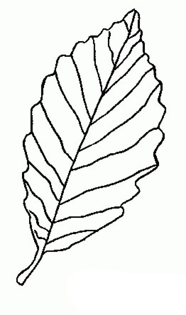 Complete collection of simple drawings of leaves for primary school students