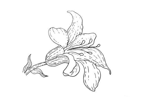 How to draw lilies