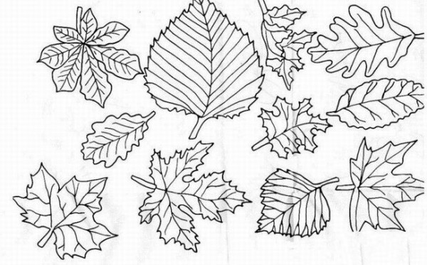 A complete collection of simple strokes of autumn leaves