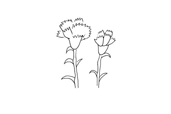 How to draw a love carnation