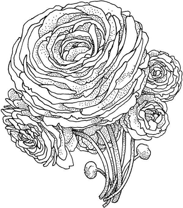 How to draw peony flowers