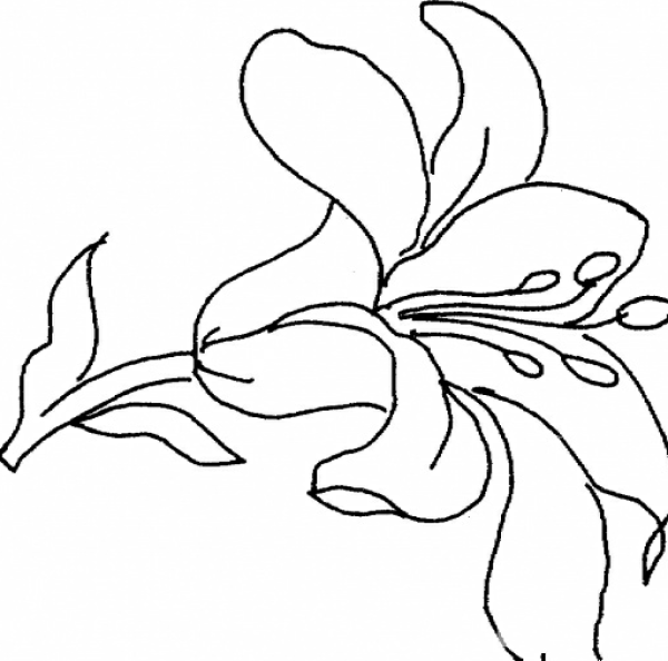 A complete collection of simple drawing pictures of lilies. Beautiful simple drawing pictures of lilies.