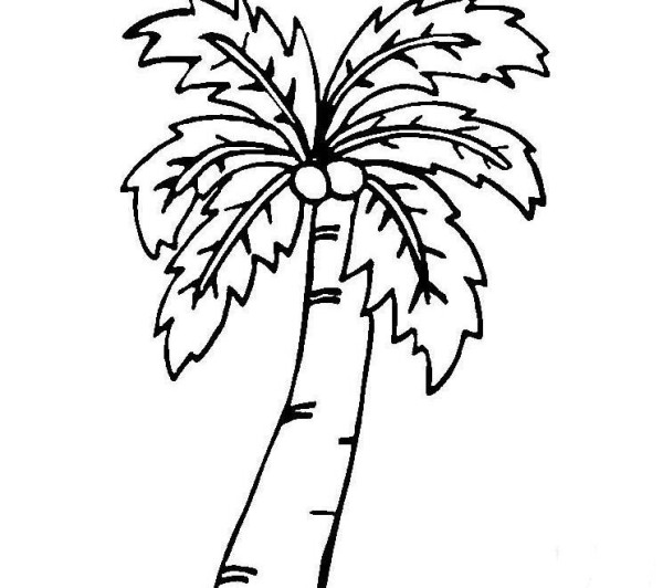 How to draw coconut trees in kindergarten