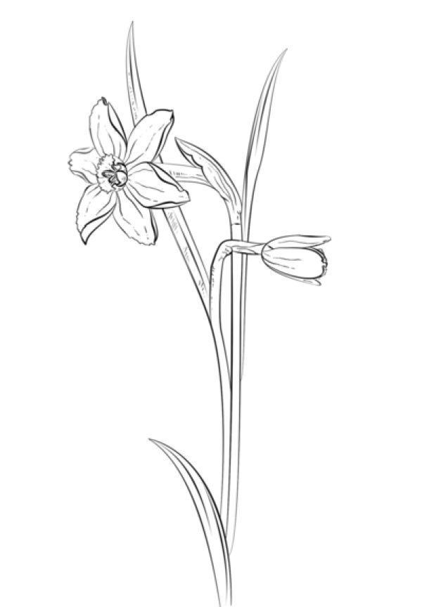 How to Draw Daffodils