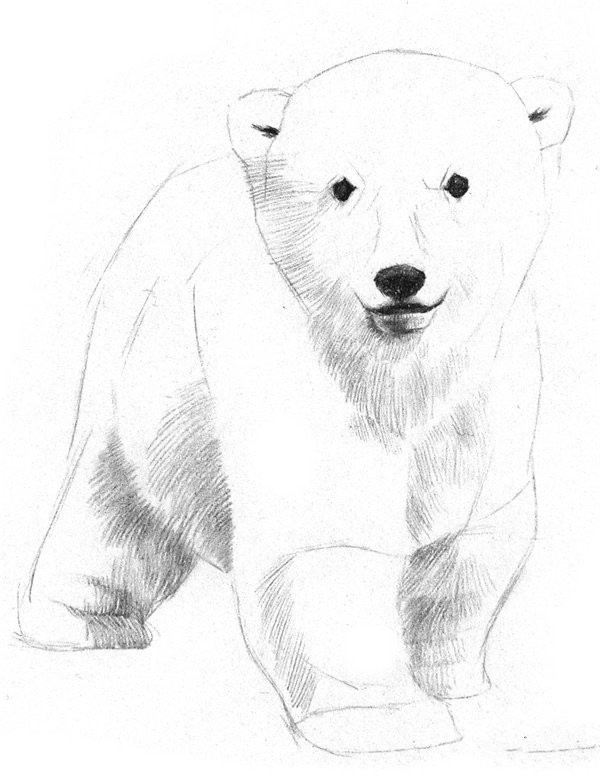 Drawing Tutorial of Sketching a Little Polar Bear