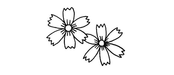 Learn to draw beautiful chrysanthemums in four steps