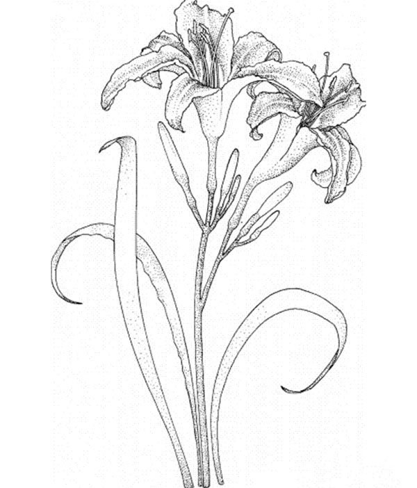 A complete collection of flower drawing methods, simple drawing pictures of lilies