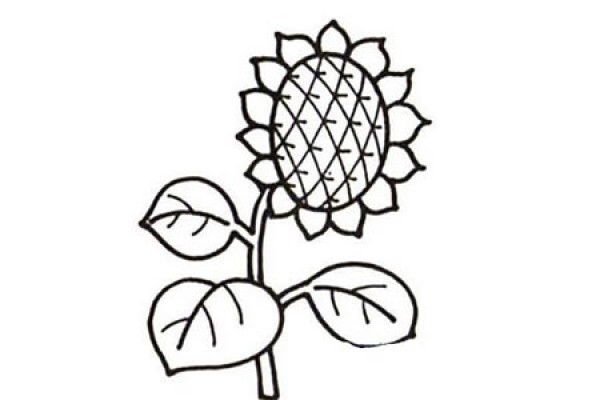 Simple and beautiful sunflower sketch