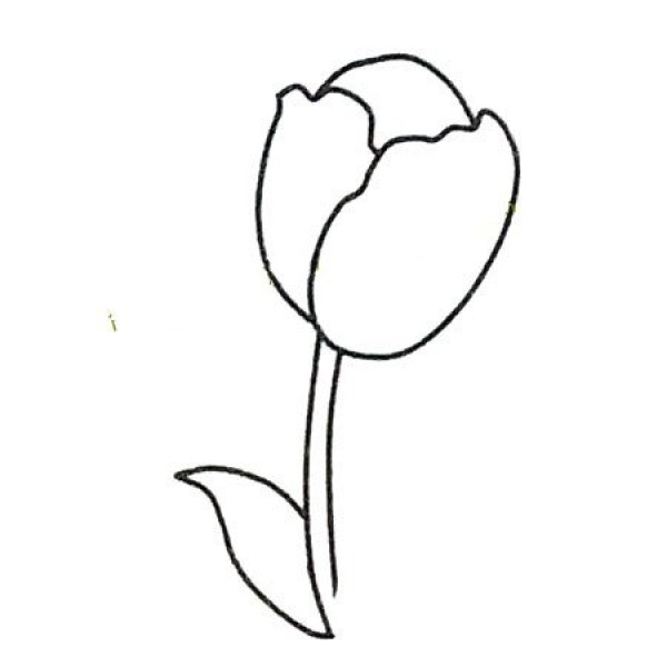 How to draw beautiful tulips in four steps