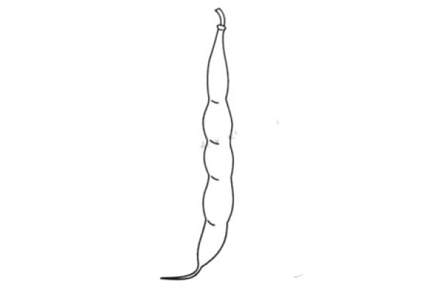 Complete collection of simple drawings of beans and drawing steps