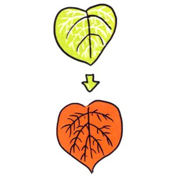 Four steps to draw a cute simple drawing of cute heart-shaped netted grass