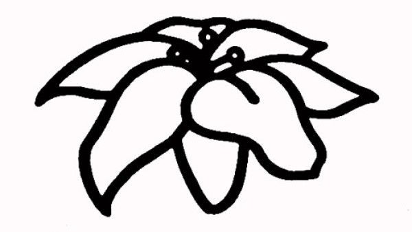 How to draw lilies in simple strokes