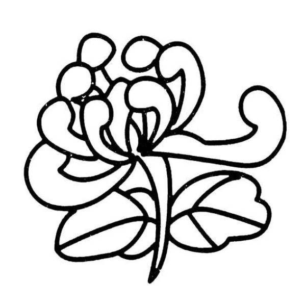 Simple drawing method of chrysanthemum flowers