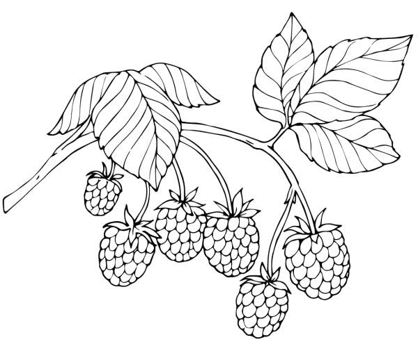 How to draw red raspberries