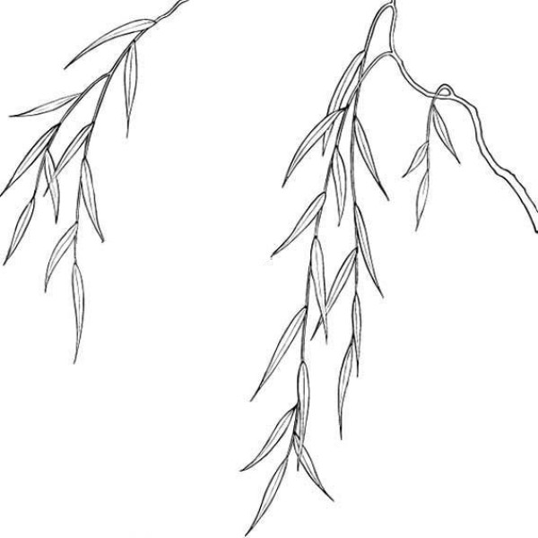 Simple drawing pictures of willow leaves