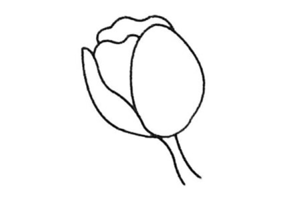 Complete collection of simple strokes of tulips and drawing steps