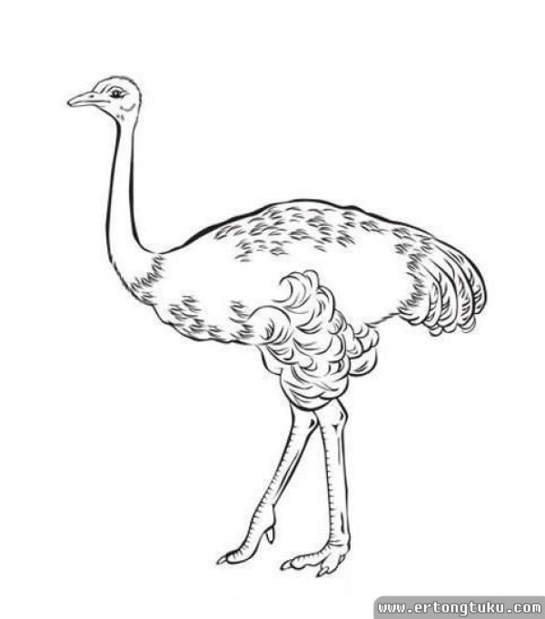 Cartoon ostrich simple drawing tutorial