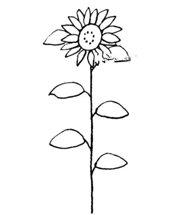 Beautiful sunflower simple drawing tutorial