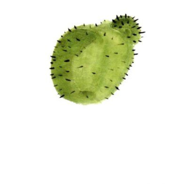 Basic Chinese Painting Tutorial for Children 14 Cactus