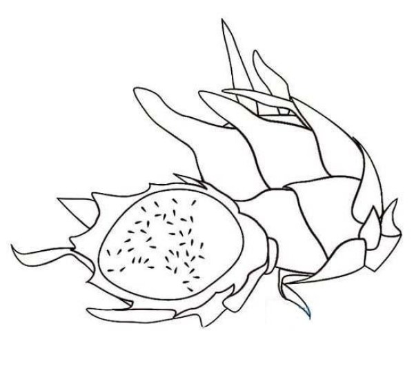 Complete picture of simple strokes of dragon fruit