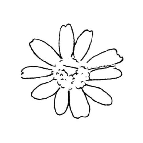 Gerbera simple drawing tutorial