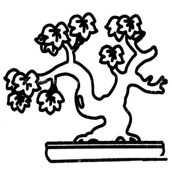 Plant bonsai simple drawing picture