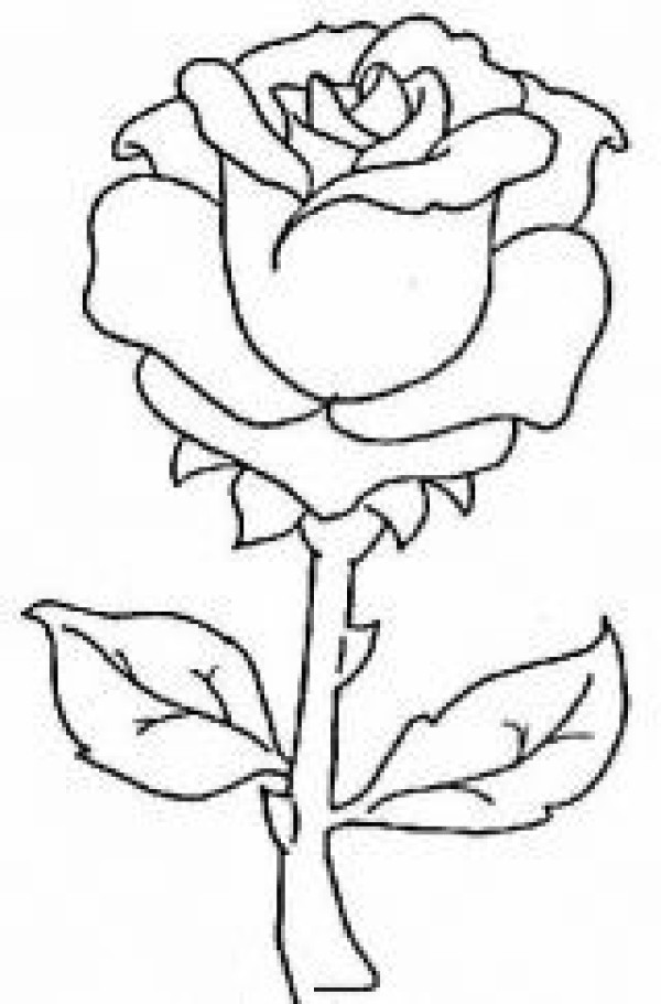 Simple and easy to learn rose flower drawing pictures