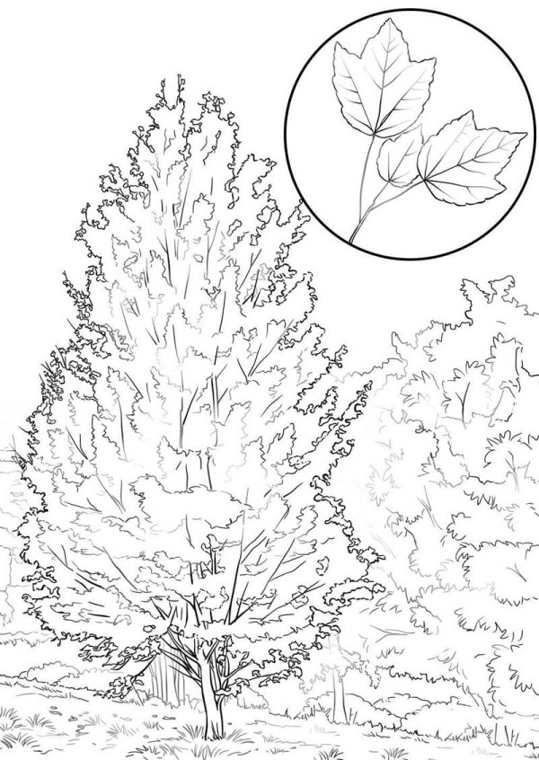 How to draw maple tree