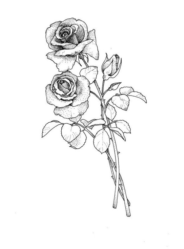 How to draw a rose with simple strokes