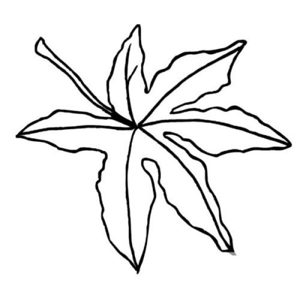 A simple picture of a maple leaf