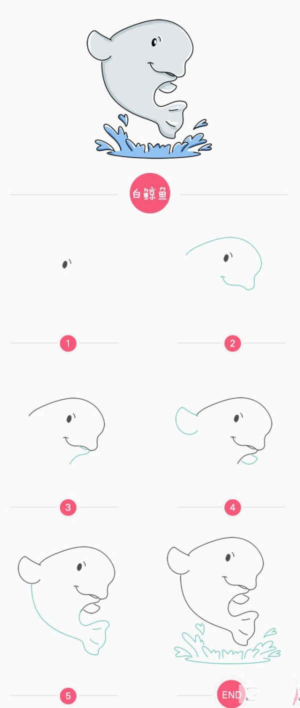 Simple drawing tutorial, step by step drawing of beluga whale